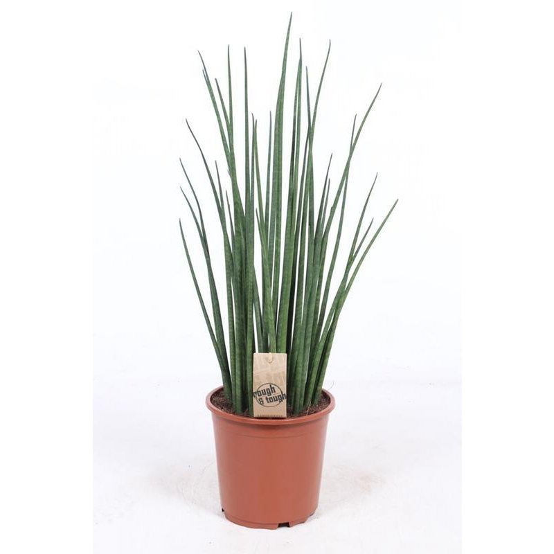 Sansevieria Mikado - Ø19cm - ↕70cm - Fiorello Boutique