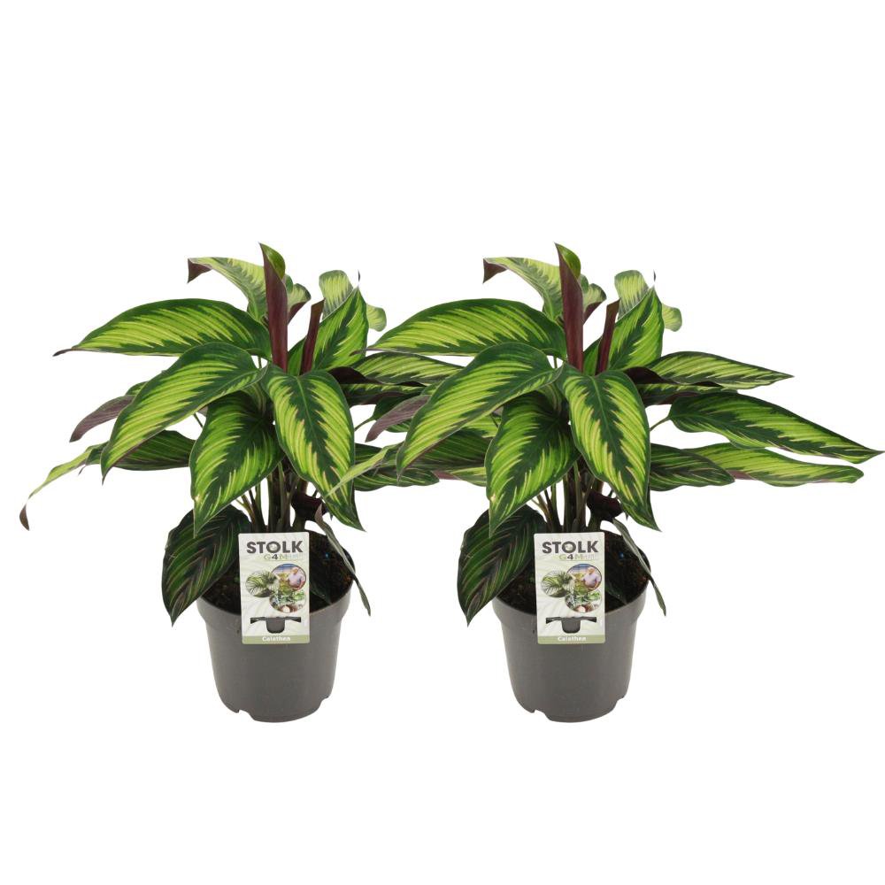 Calathea Majestica Princeps - 2 Stück - Ø14cm - ↕45cm - Fiorello Boutique