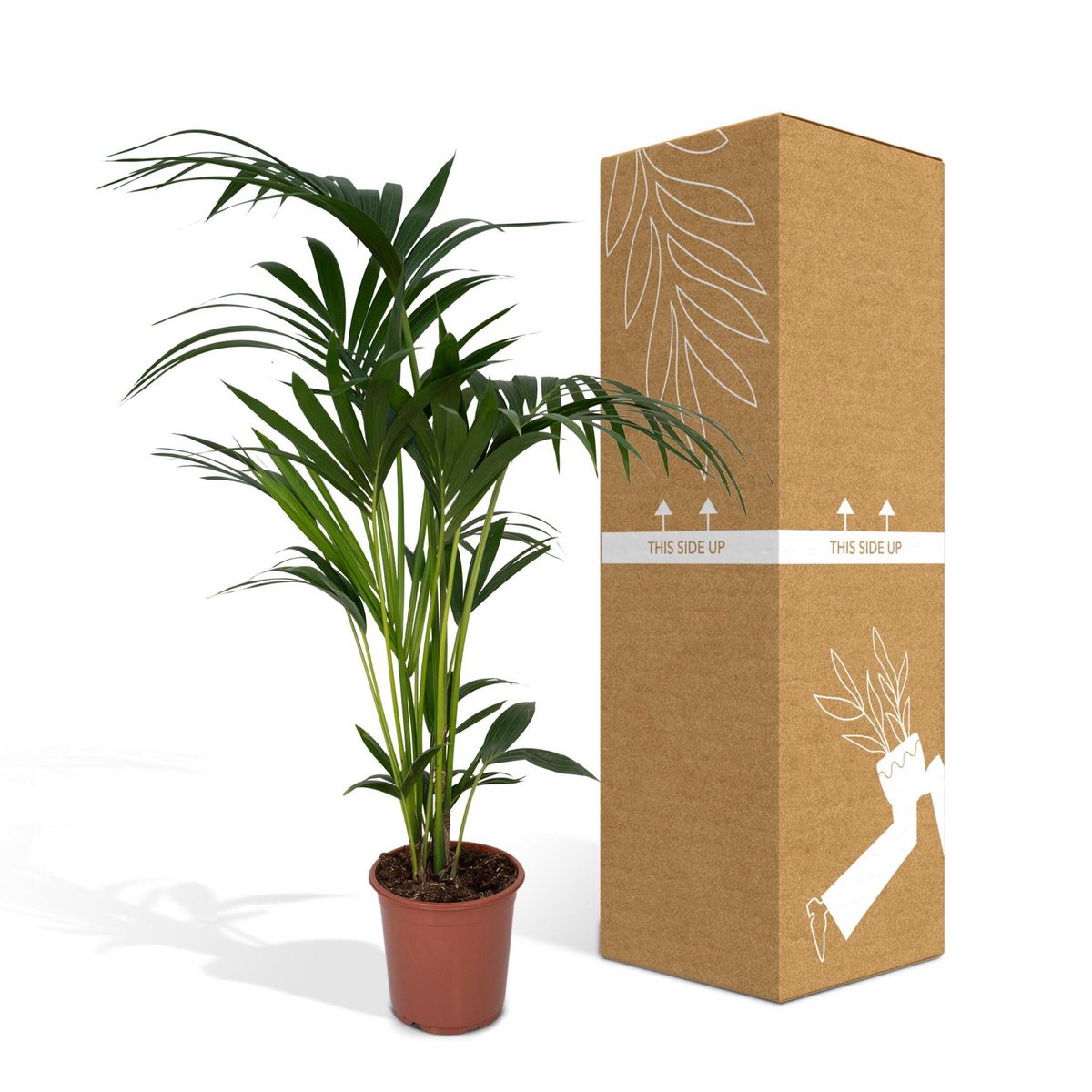 Howea Forsteriana - Kentia-Palme - Ø19cm - ↕100cm - Fiorello Boutique