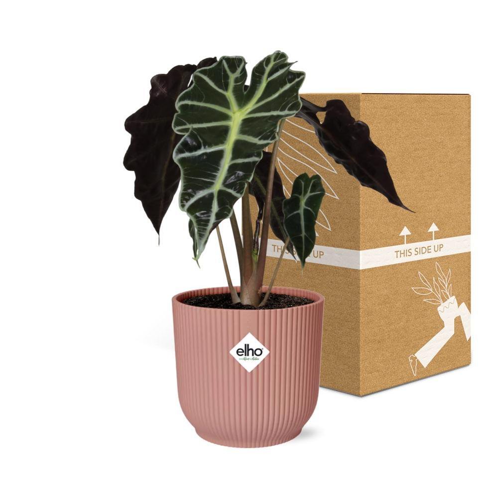 Alocasia 'Polly' 20 - 30cm in pinkem Topf - Fiorello Boutique