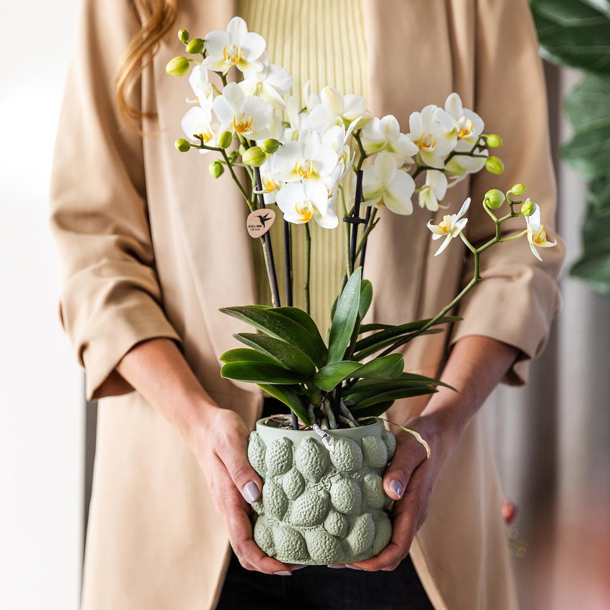 Gelbe Phalaenopsis Orchidee mit Zitrusform Topf in Grün - Fiorello Boutique