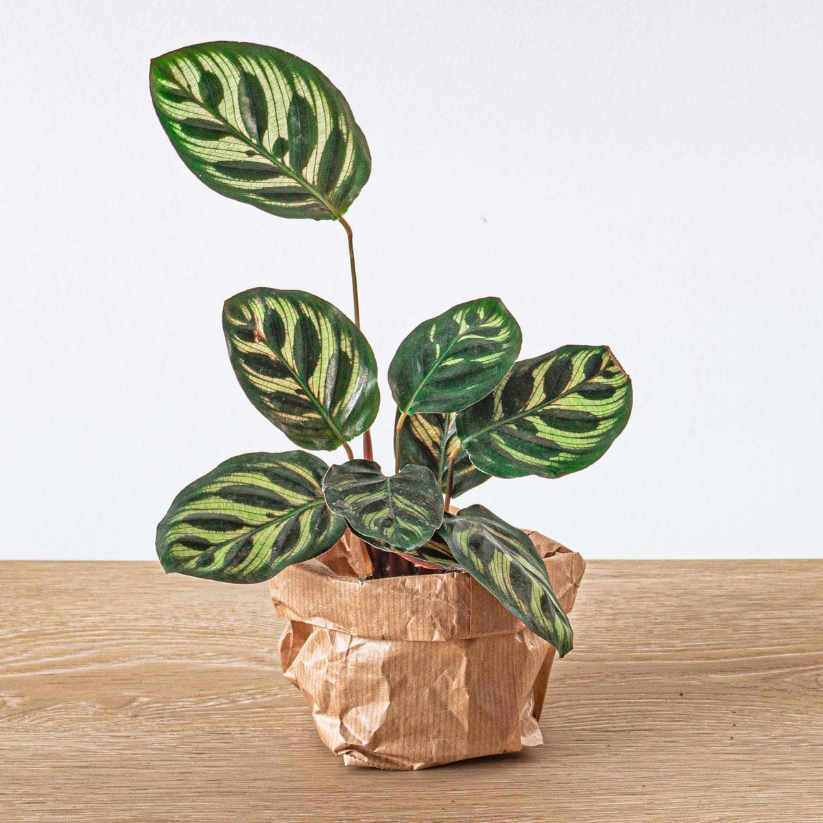 Calathea Makoyana – Pfauenpflanze – Terrarienpflanze - Fiorello Boutique