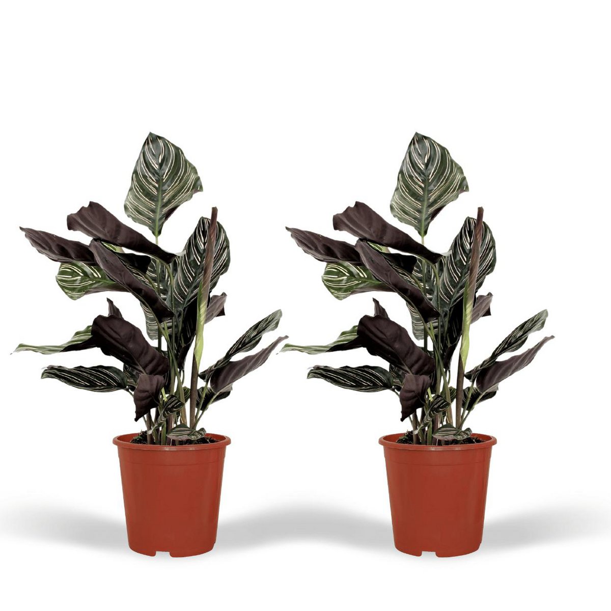 Calathea Ornata - Pfauenpflanze - 2 Stück - Ø14cm - ↕50cm - Fiorello Boutique