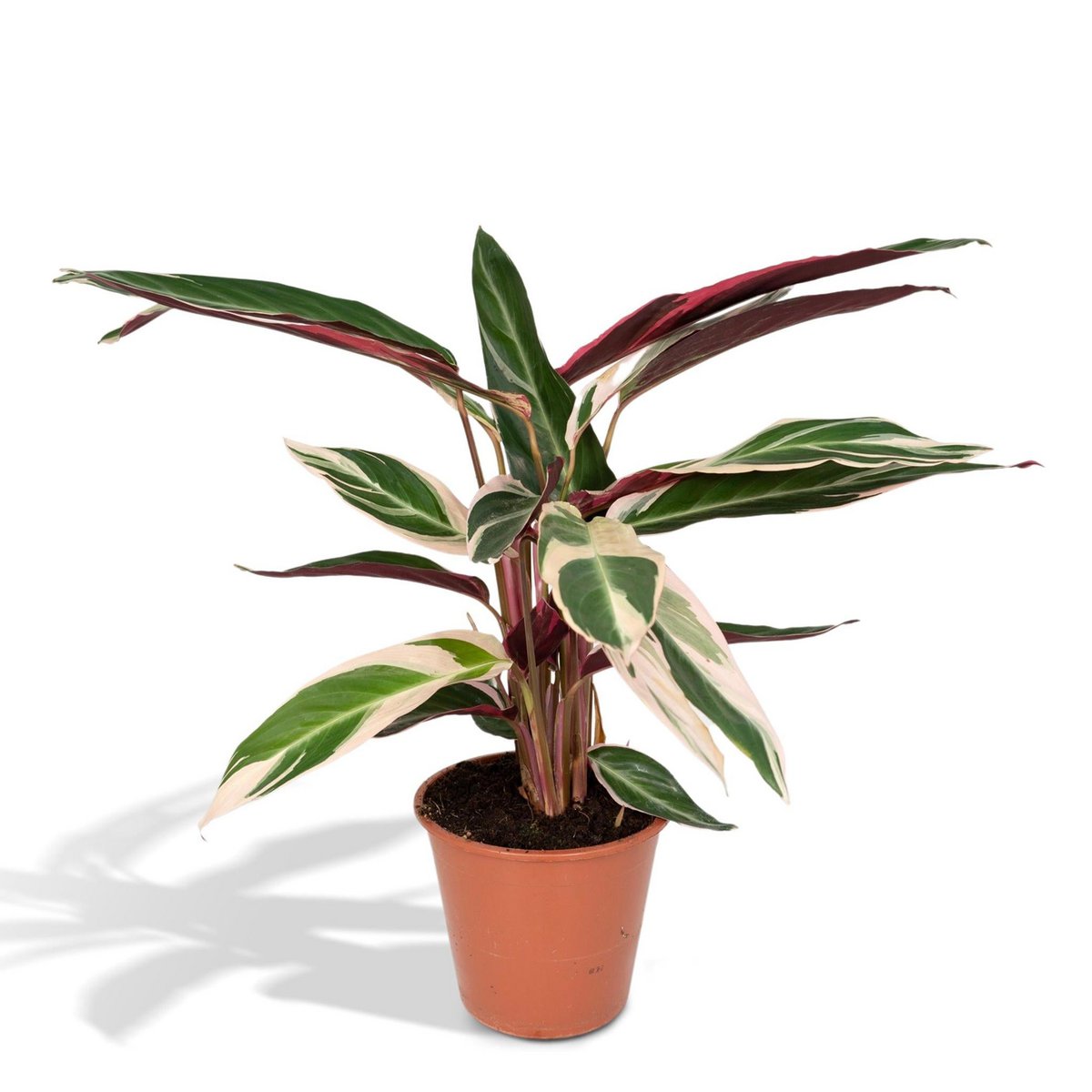 Calathea Triostar - Ø19cm - ↕70cm - Fiorello Boutique