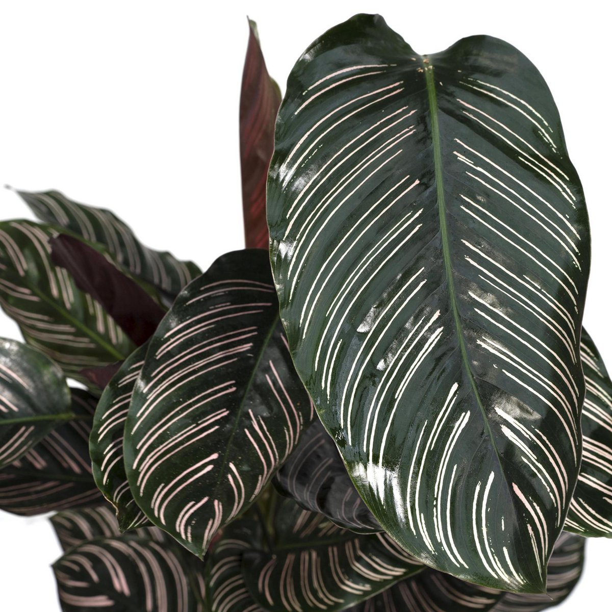 Calathea Ornata - Ø19cm - ↕75cm - Fiorello Boutique