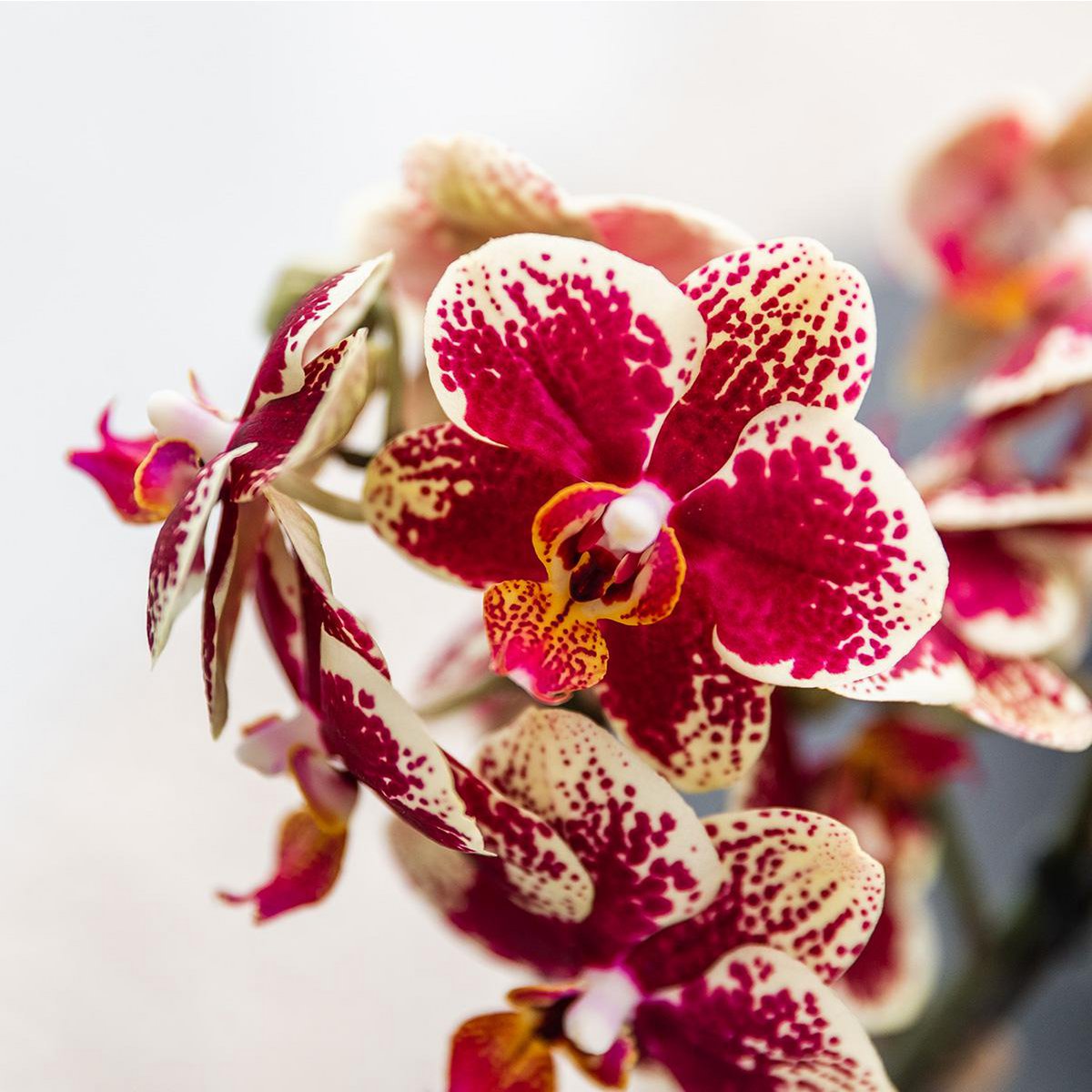 Glücksmoment: Phalaenopsis Orchidee & 25,- € Gutschein - Fiorello Boutique