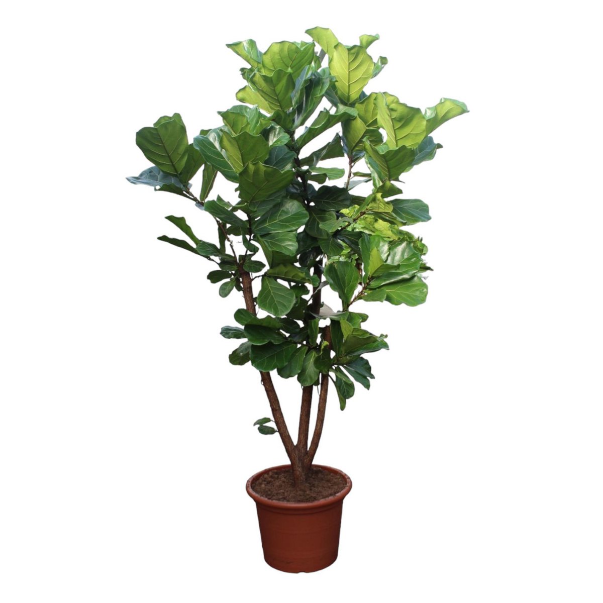 Ficus Lyrata verzweigt – 240 cm – ø50 - Fiorello Boutique