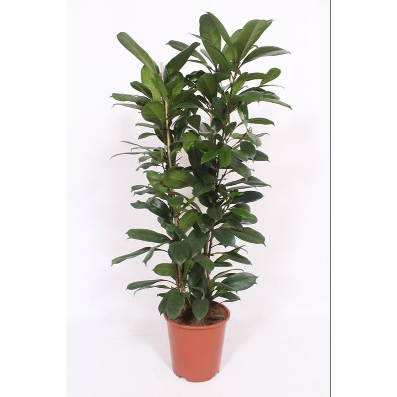 Ficus Cyathistipula - Ø27cm - ↕120cm - Fiorello Boutique