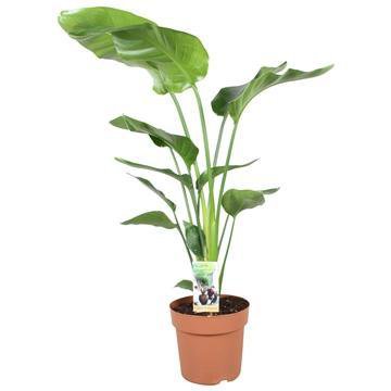 Strelitzia Nicolai - Ø21cm - ↕90cm - Fiorello Boutique