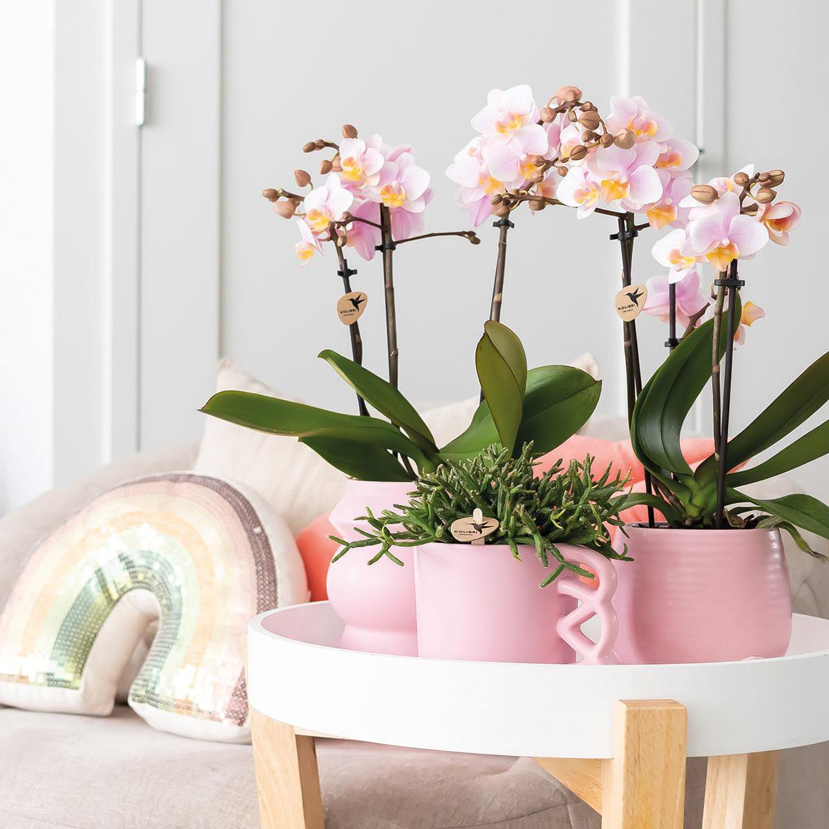 Kombi-Angebot: 2 Pinke Phalaenopsis Orchideen - Andorra - Fiorello Boutique