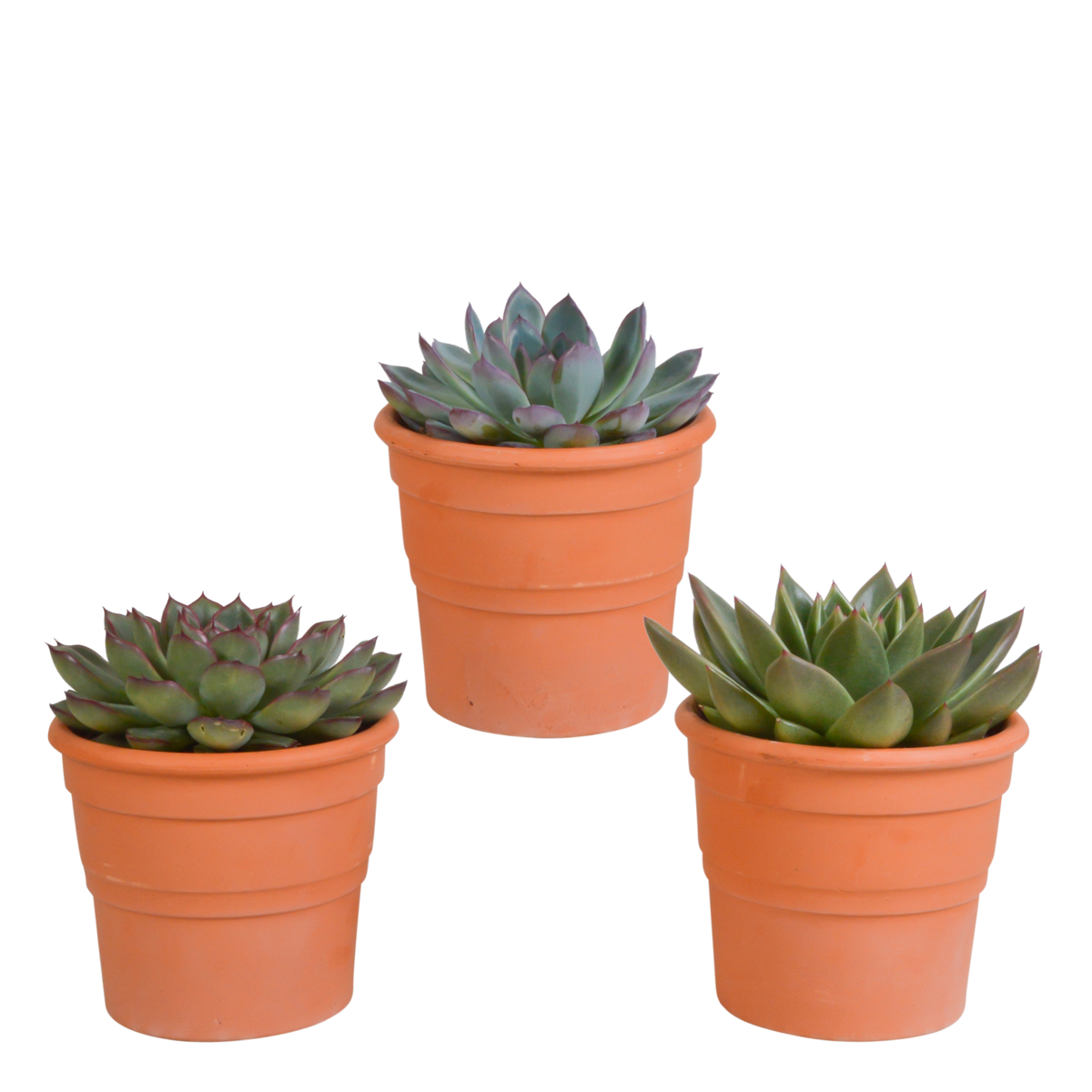 Echeveria-Mix 10,5 cm - 3er Set - im Terrakottatopf - Fiorello Boutique