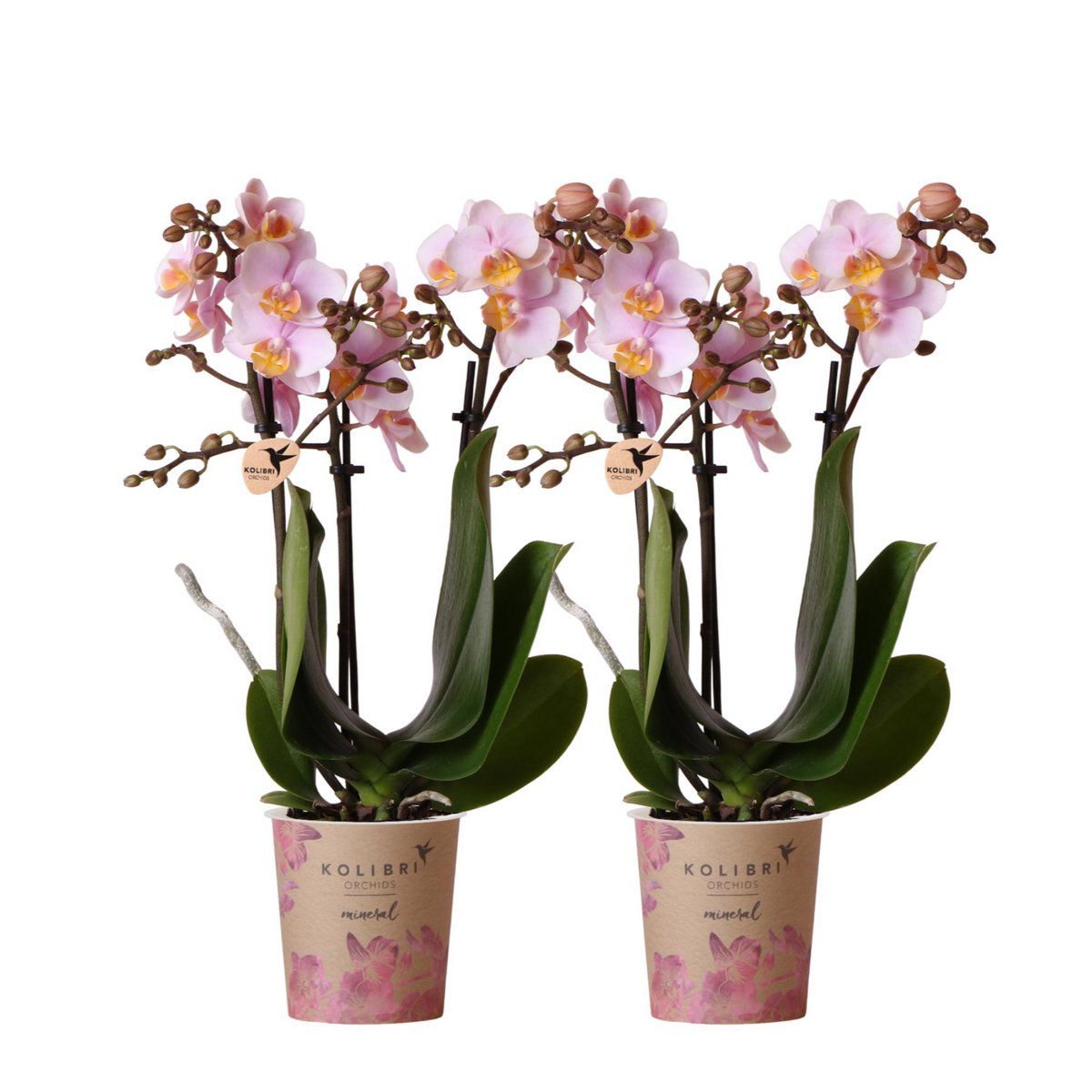 Kombi-Angebot: 2 Pinke Phalaenopsis Orchideen - Andorra - Fiorello Boutique