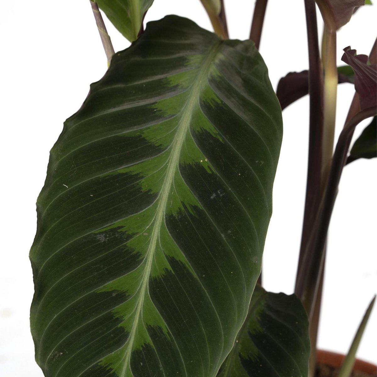 Calathea Warscewiczii - Pfauenpflanze - Ø19cm - ↕70cm - Fiorello Boutique