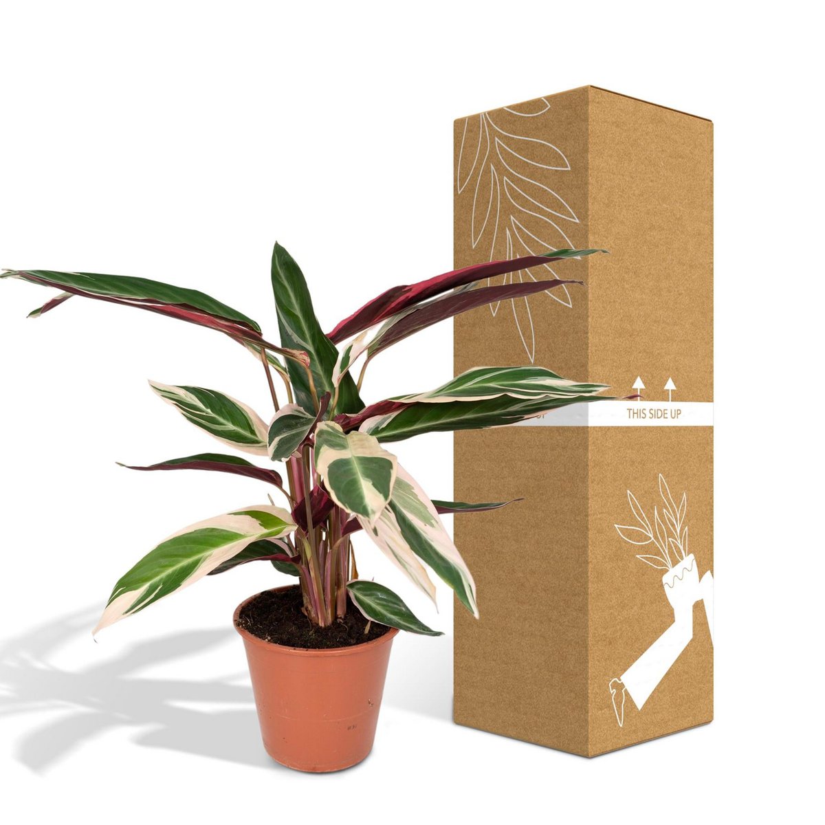 Calathea Triostar - Ø19cm - ↕70cm - Fiorello Boutique