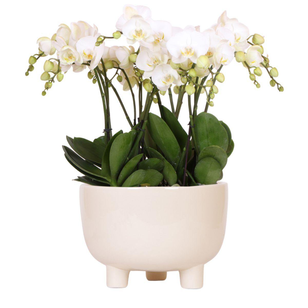 Drei weiße Orchideen mit Schilfrohr Schale 45cm - Fiorello Boutique