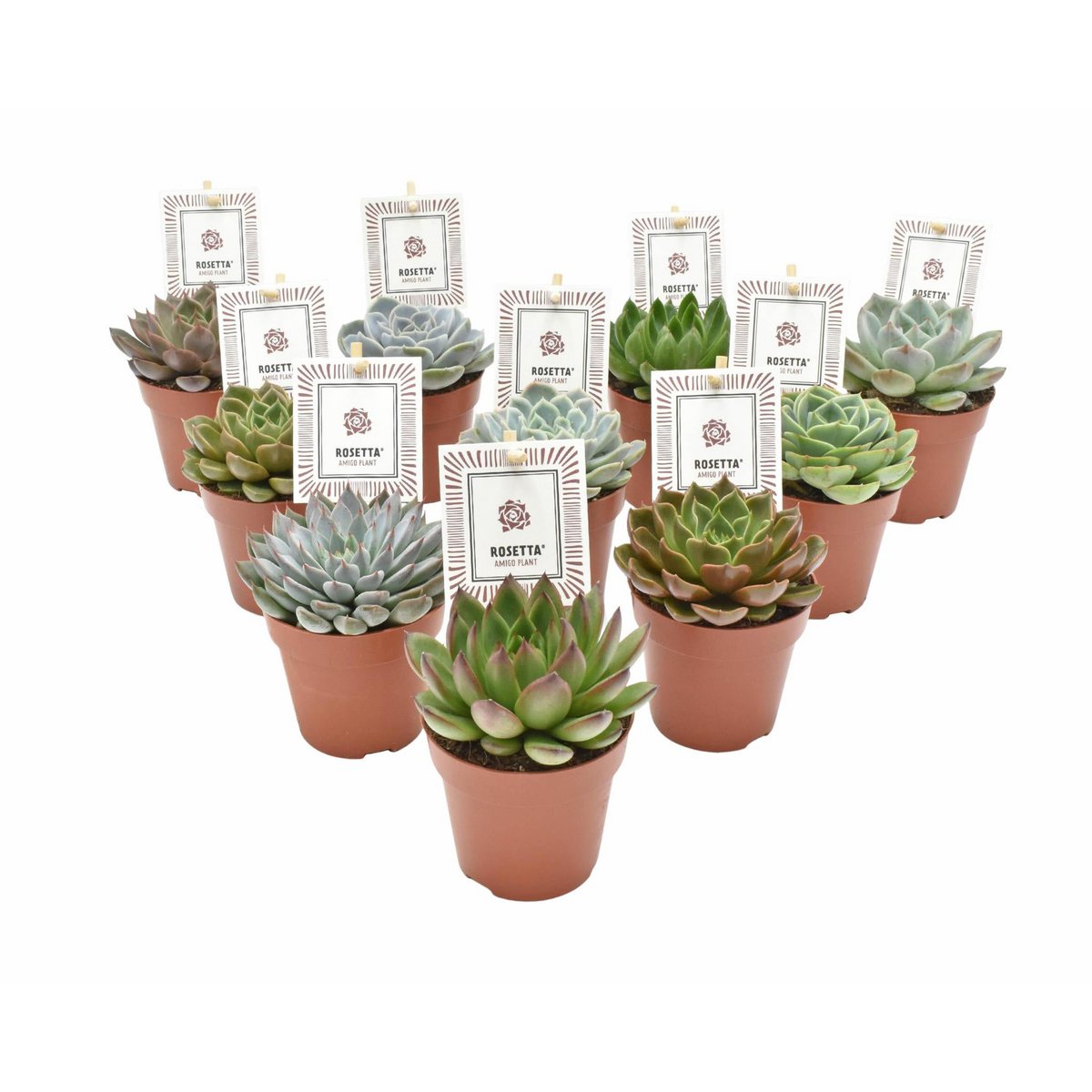 Echeveria Rosetta Mix - 10 Stück - Ø8,5cm - ↕14cm - Fiorello Boutique