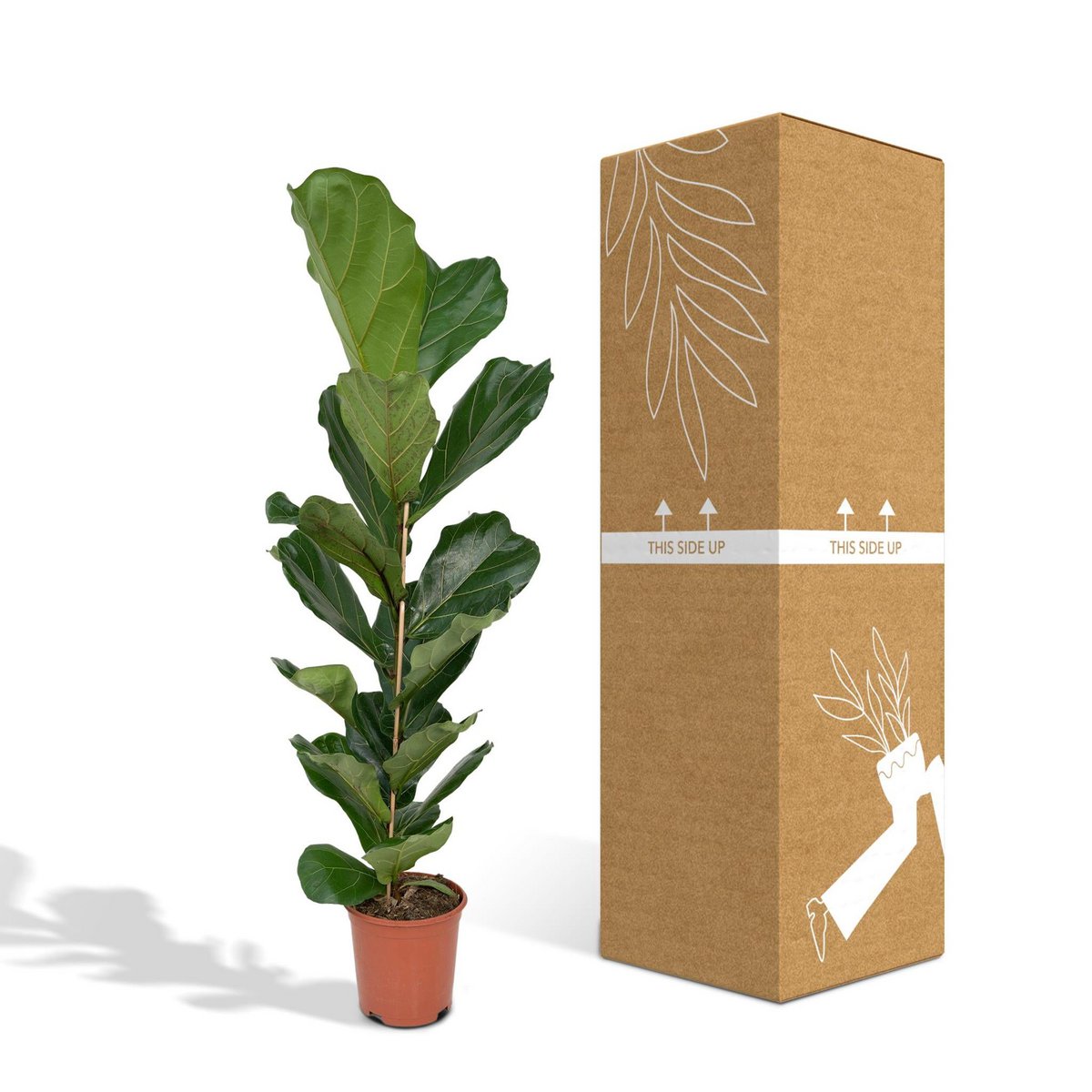 Ficus Lyrata - Gummipflanze - Ø21cm - ↕100cm - Fiorello Boutique