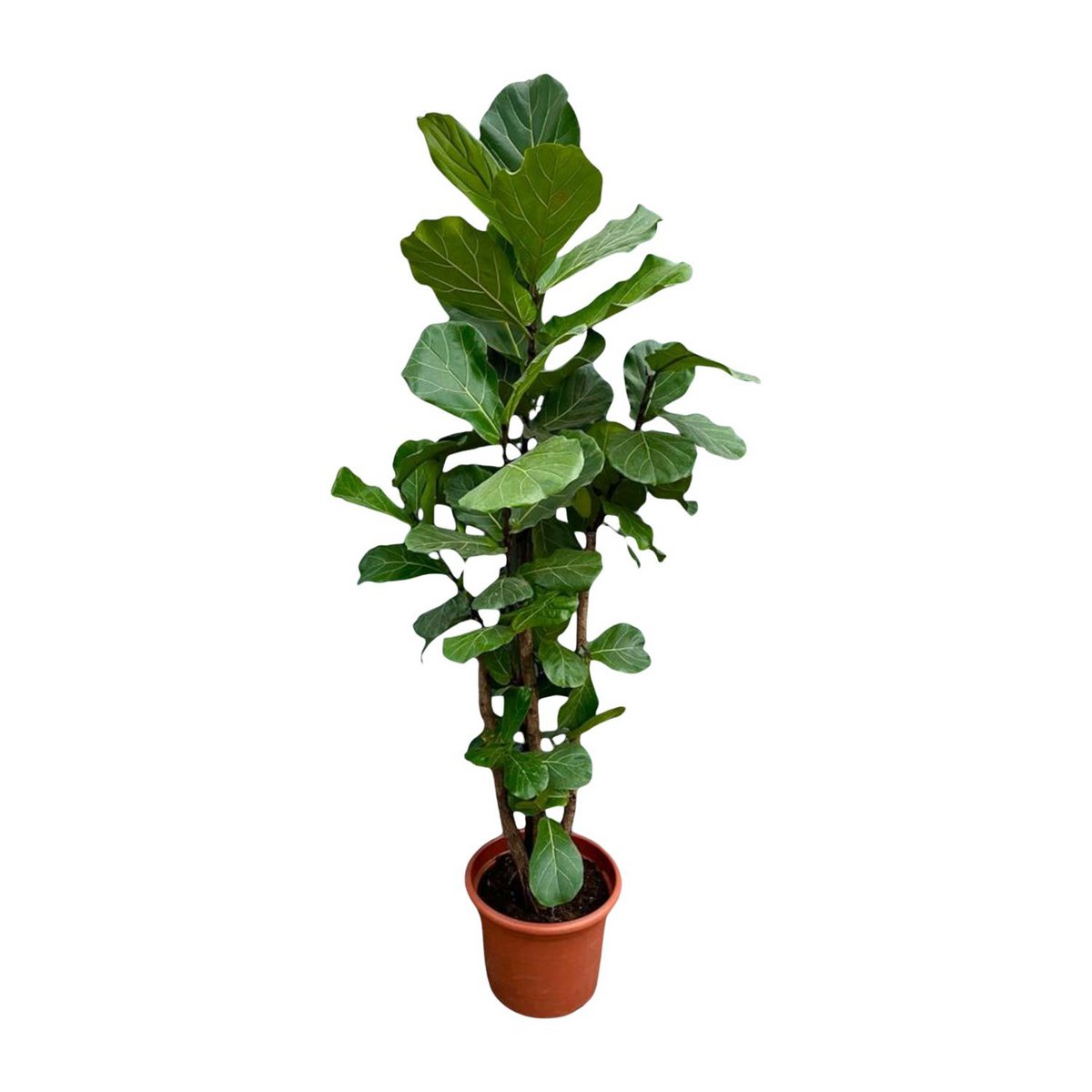 Ficus Lyrata verzweigt XXL - 230cm - ø40 - Fiorello Boutique