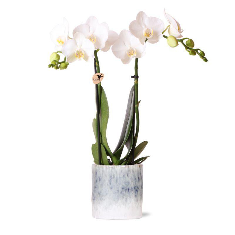 Weiße Phalaenopsis Orchidee mit Blau-Weiß Topf - Fiorello Boutique