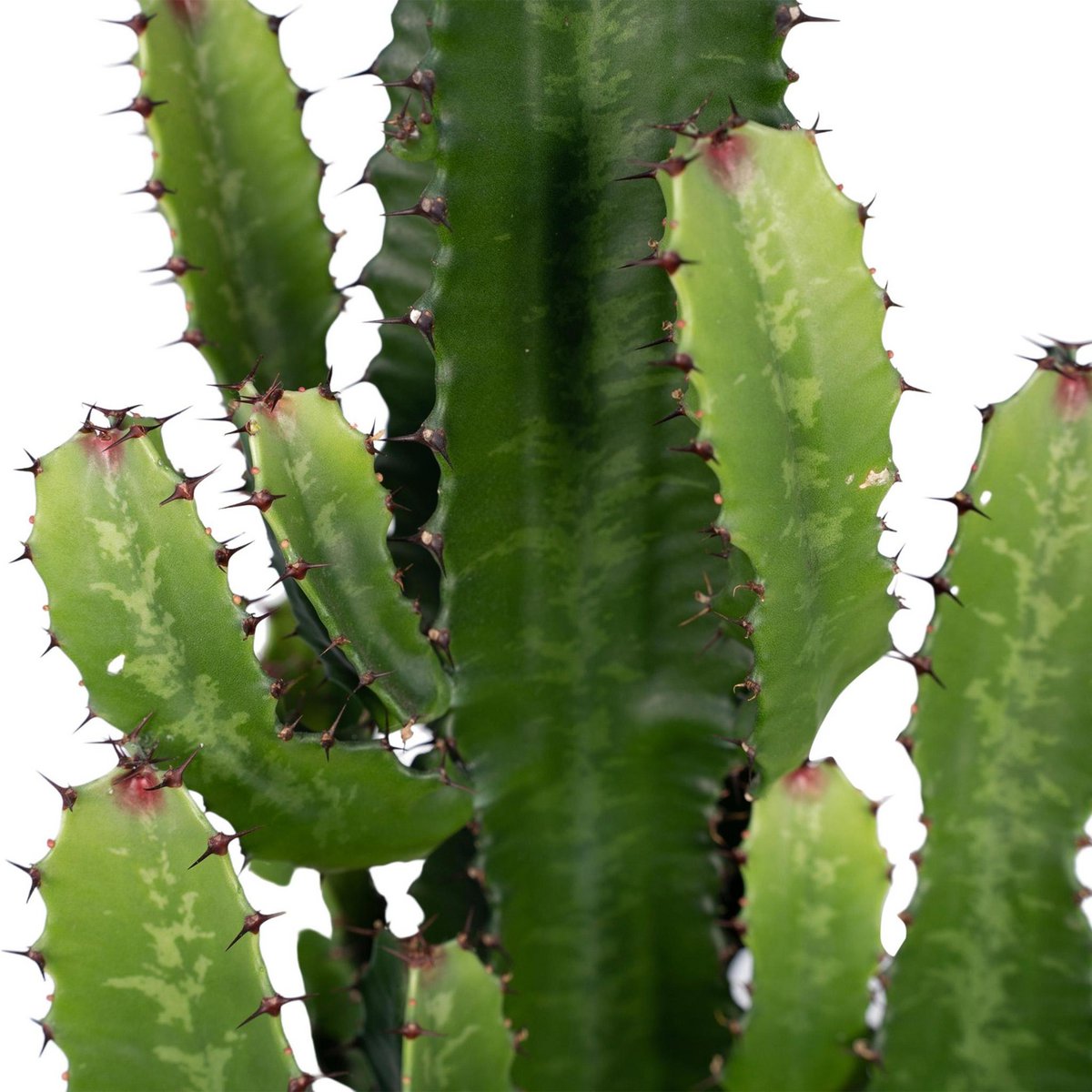 Euphorbia Acruensis - Cactus - Ø24cm - ↕60cm - Fiorello Boutique