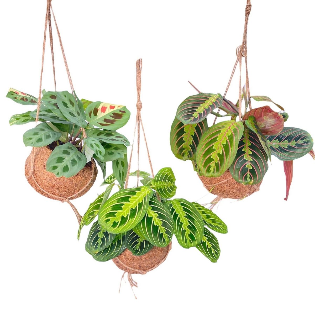 Kokodama Maranta Mix - 3 Stück - Ø15cm - ↕20cm - Fiorello Boutique