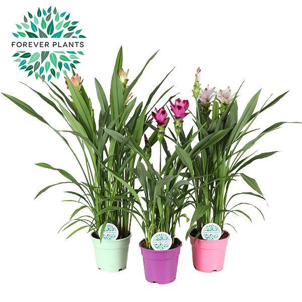 Curcuma Siam Mix - 3 Stück - Ø17cm - ↕60-65cm - Fiorello Boutique