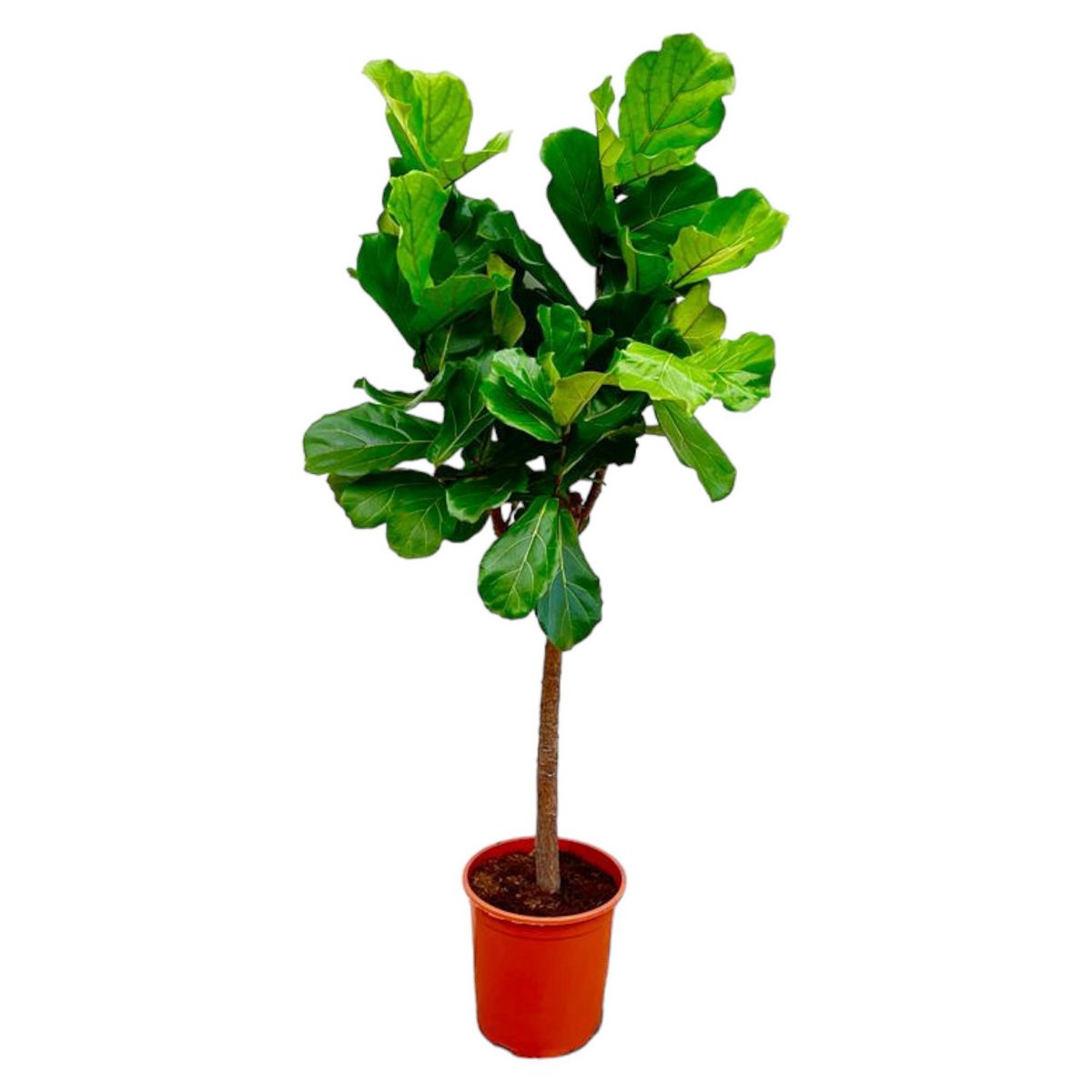 Ficus Lyrata-Ausleger – 160 cm – ø30 - Fiorello Boutique