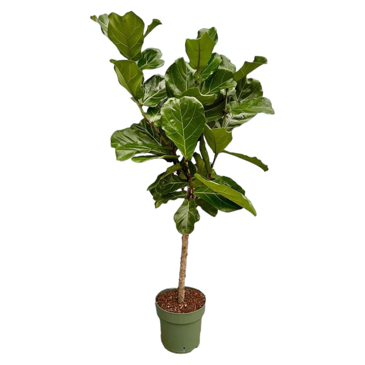 Ficus Lyrata Stamm – 160 cm – Ø27 - Fiorello Boutique