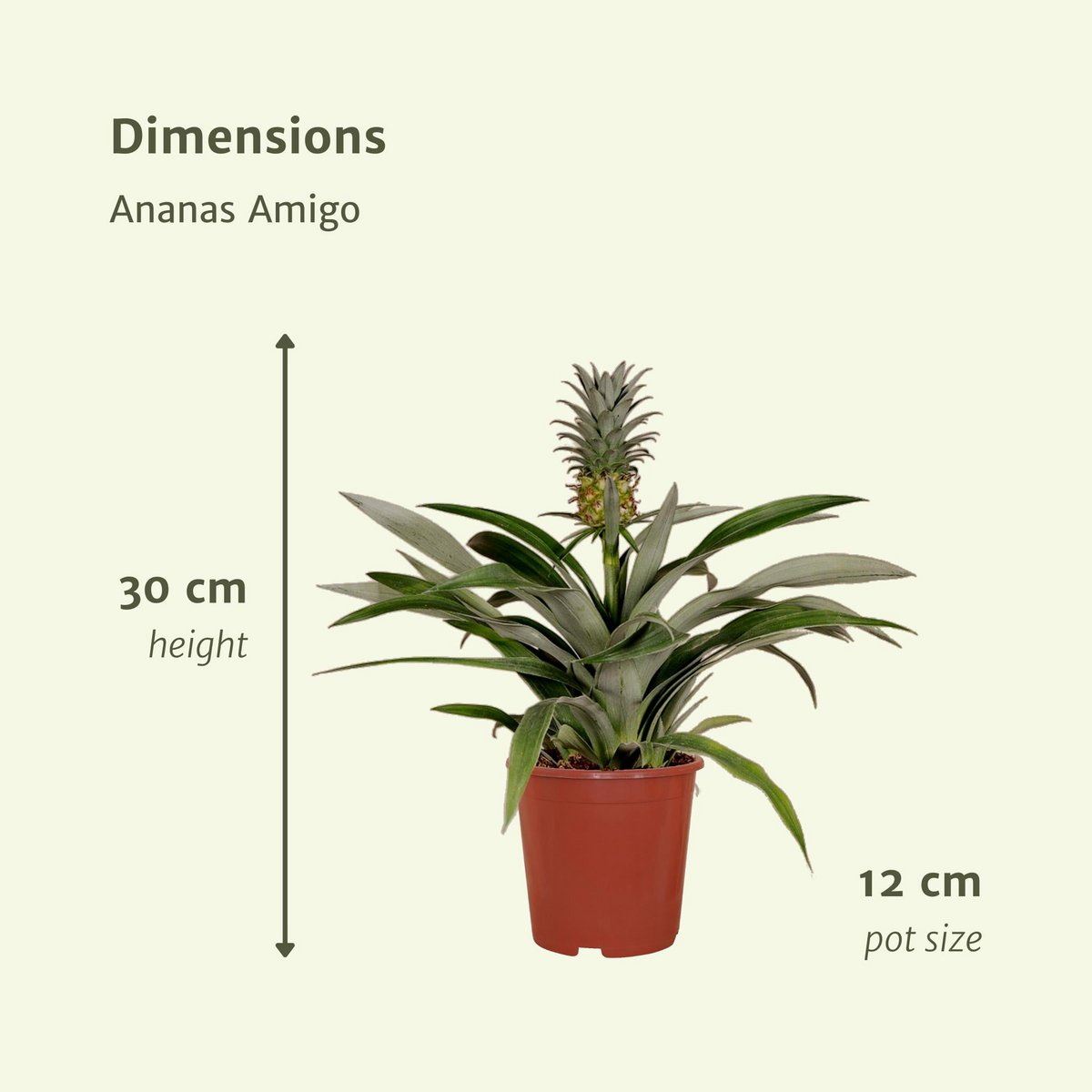 Bromelia - Die Ananaspflanze - 2 Stück - 30cm - Ø12cm - Fiorello Boutique