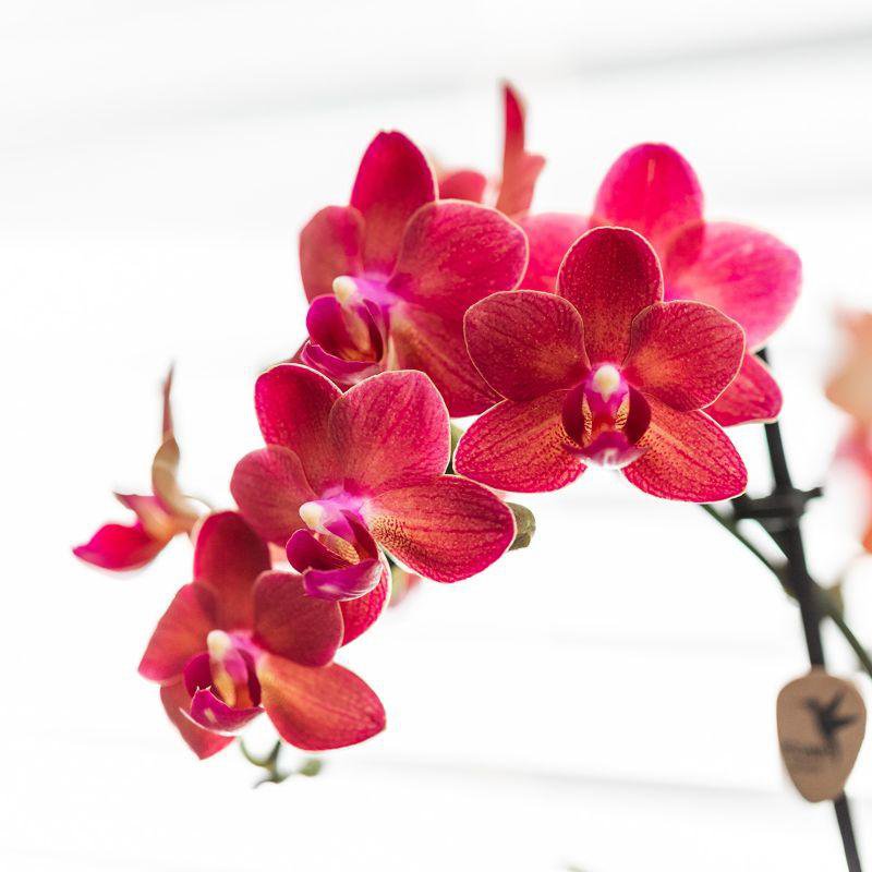 Rote Phalaenopsis Orchidee mit Keramik Topf - Fiorello Boutique