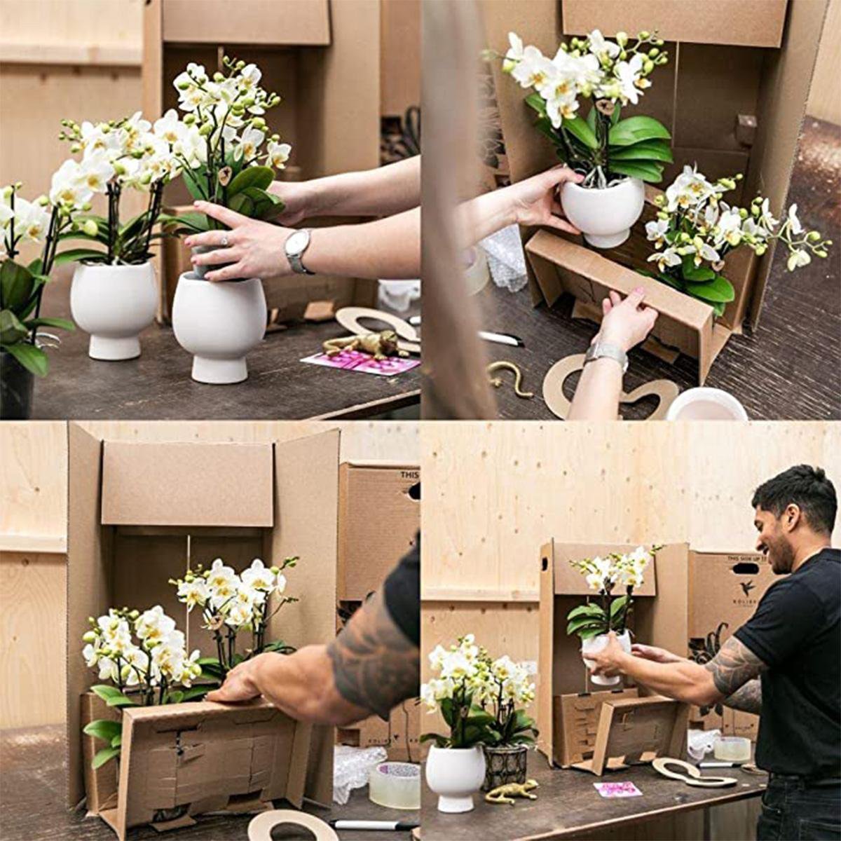 Fiorello.Boutique  Überraschungsbox mit 4 verschiedenen einfarbigen Orchideen - Fiorello Boutique