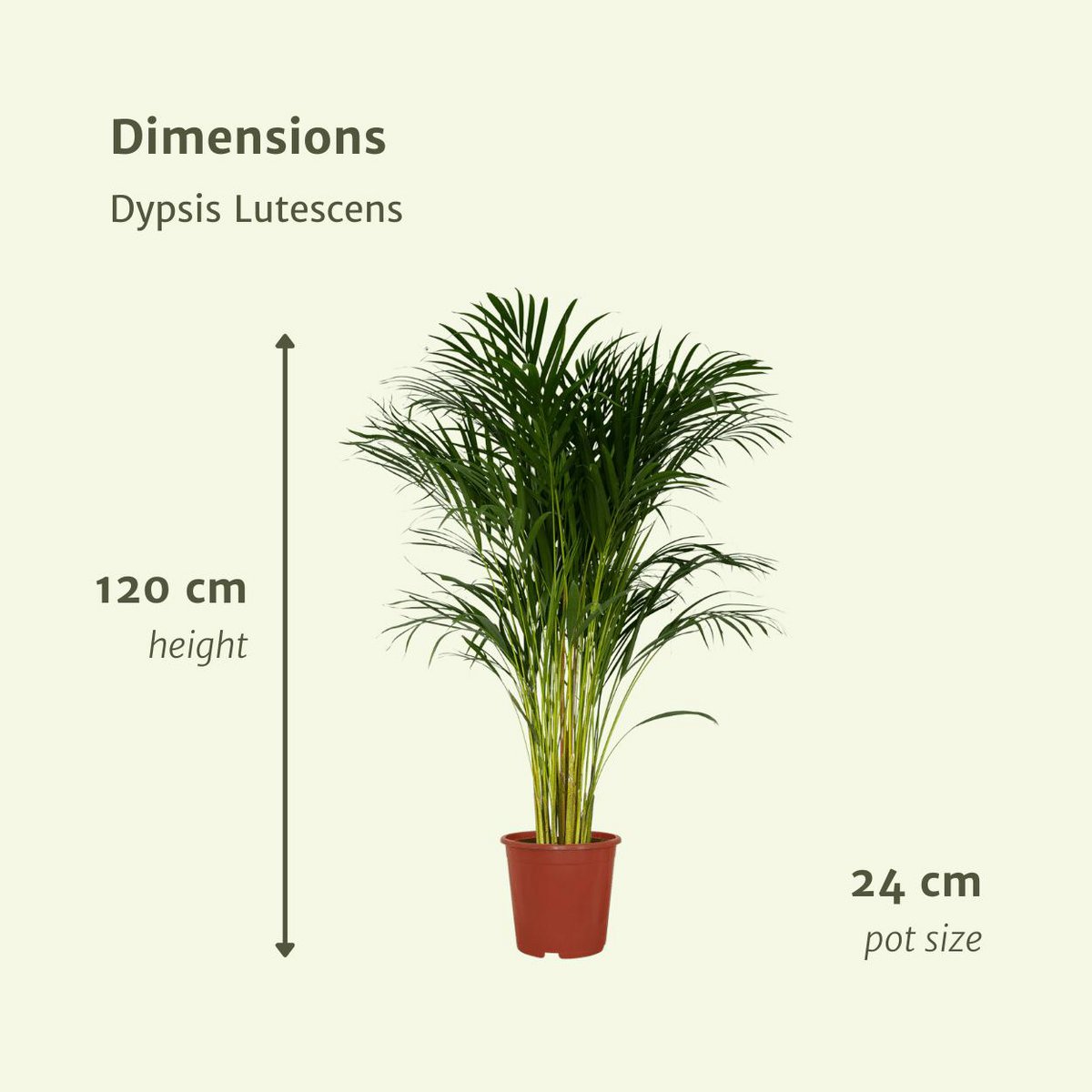 Dypsis Lutescens - Areca Palm - Ø24cm - ↕120cm - Fiorello Boutique