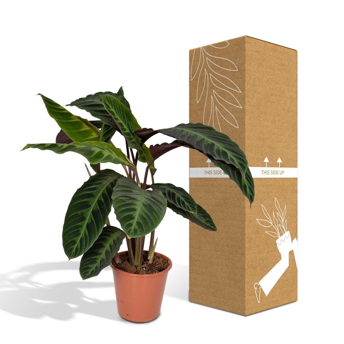 Calathea Warscewiczii - Pfauenpflanze - Ø19cm - ↕70cm - Fiorello Boutique