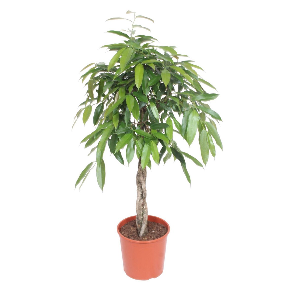 Ficus Amstel King geflochtener Stamm Höhe: 140 cm ø30 Durchmesser (Topf) - Fiorello Boutique