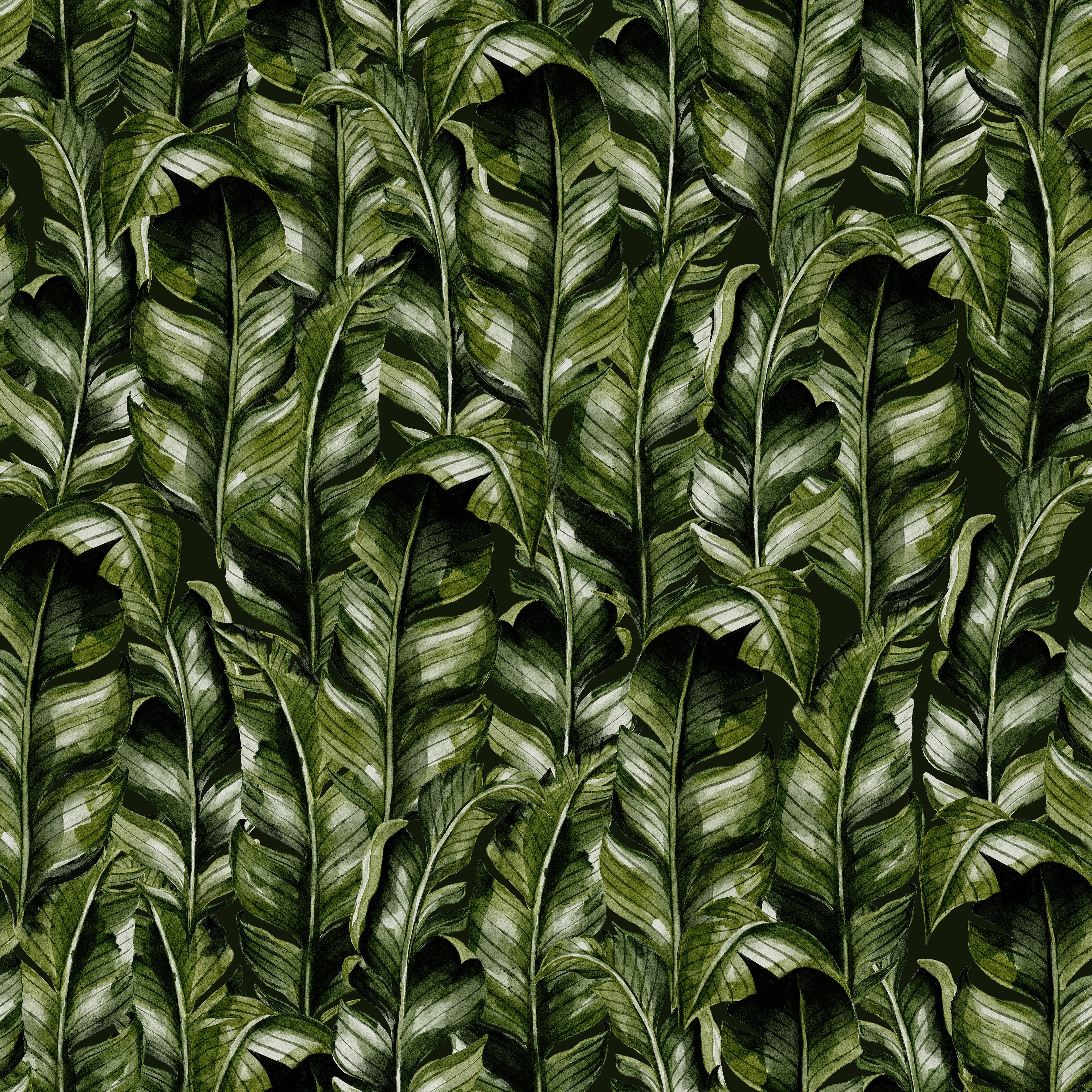 Calathea