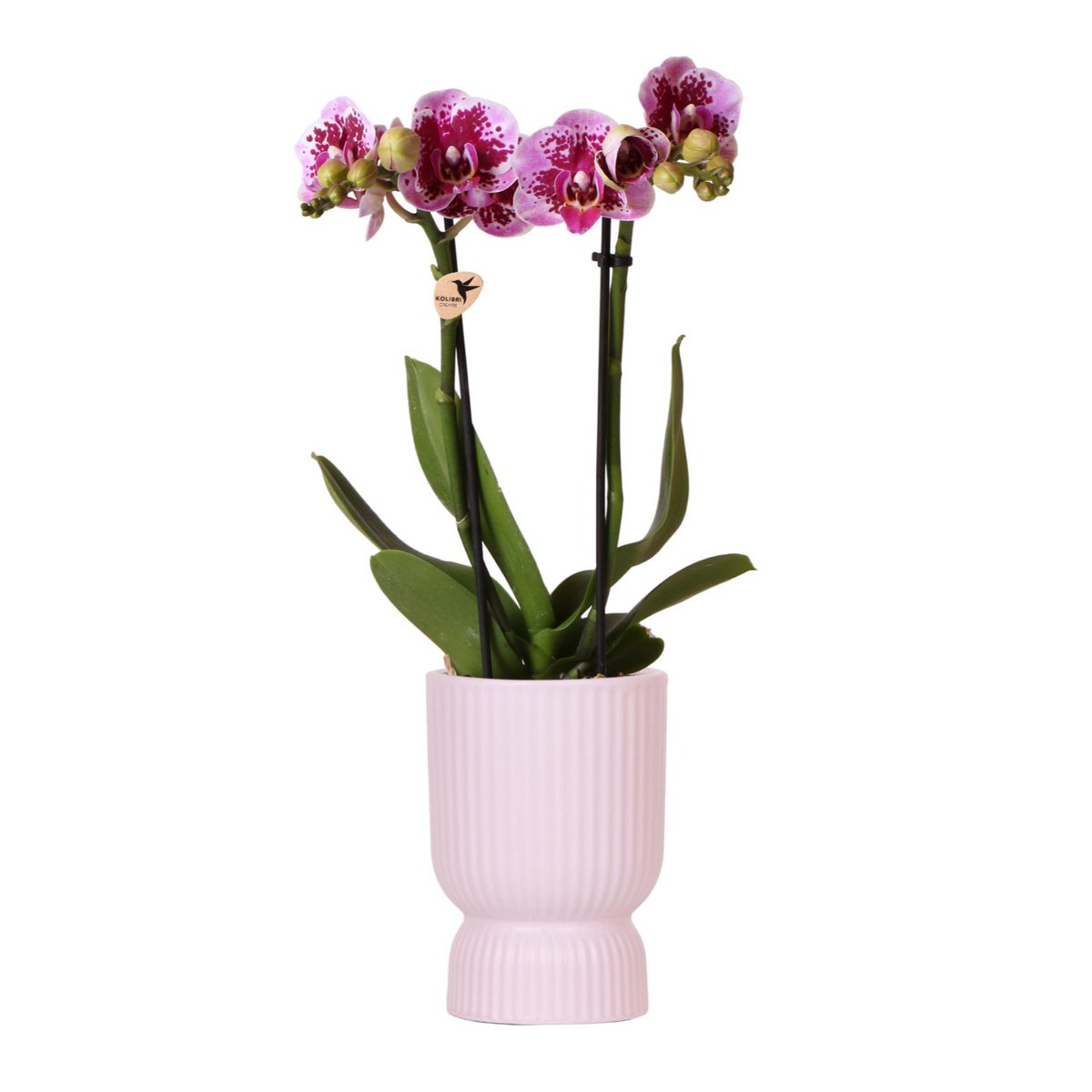 Pink-Purple Phalaenopsis Orchidee - Fiorello Boutique