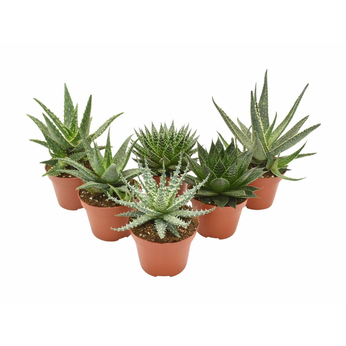 Aloe Mix - 6 Stück - Ø10,5cm - ↕14cm - Fiorello Boutique