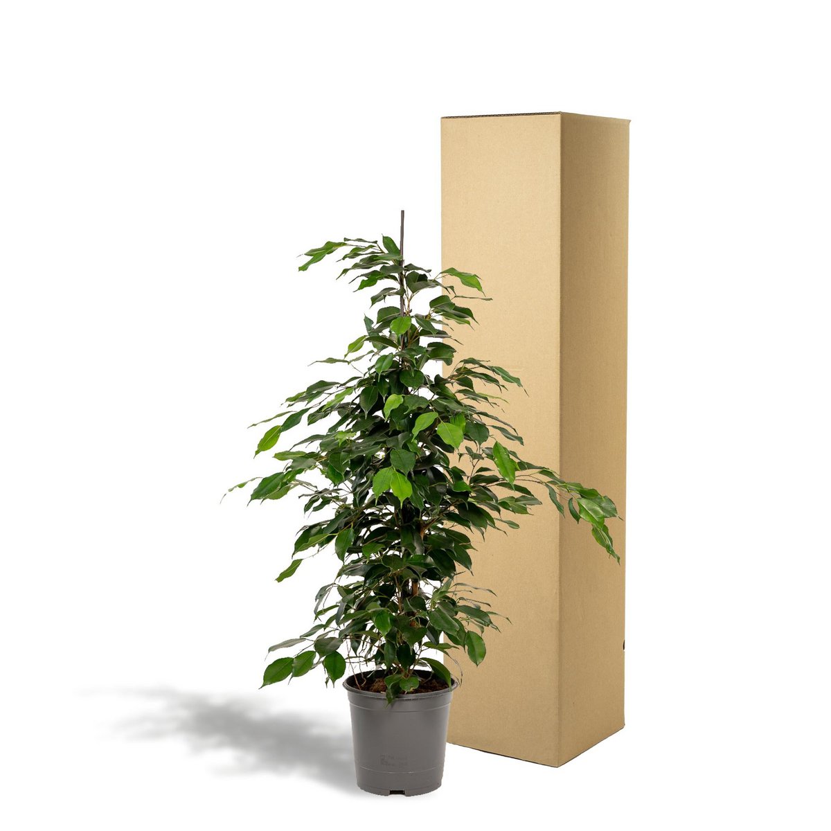 Ficus benjamina Danielle - Ø21cm - ↕95cm - Fiorello Boutique