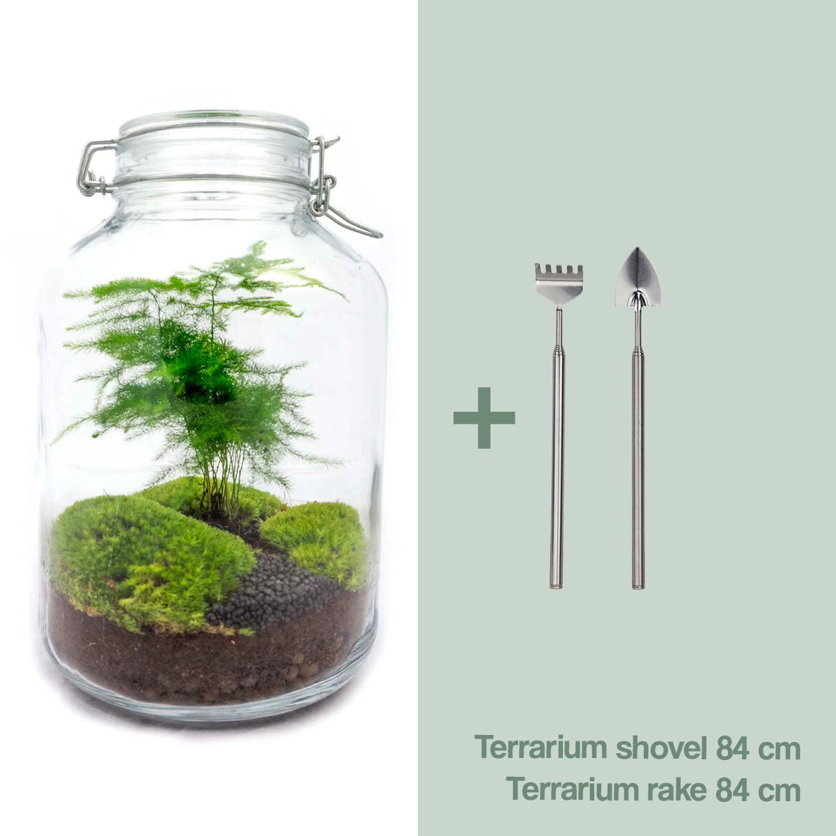 DIY-Terrarium-Set – Grüner Spargel im Glas ↑ 28 cm - Fiorello Boutique