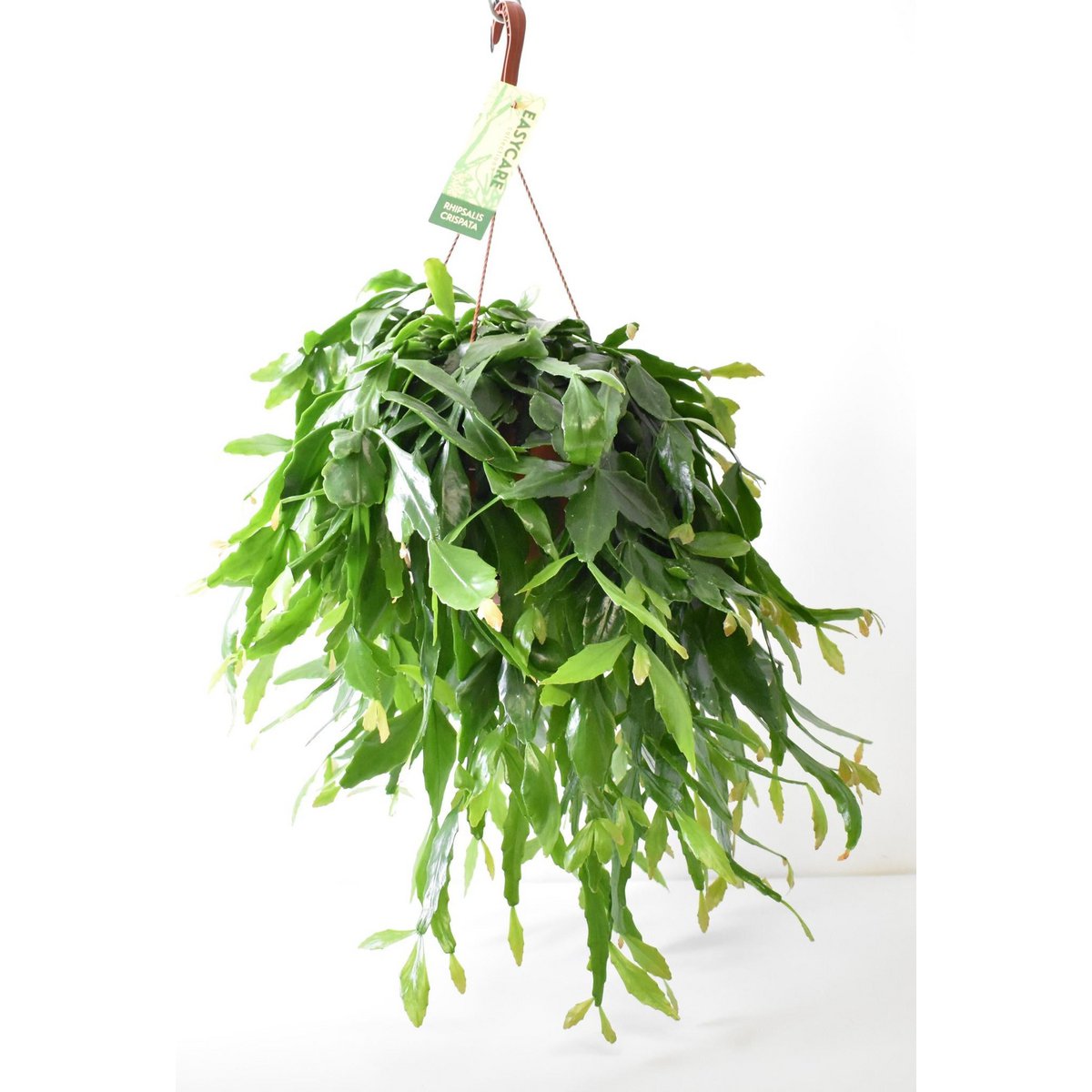 Rhipsalis Crispata - Ø21cm - ↕50cm - Fiorello Boutique