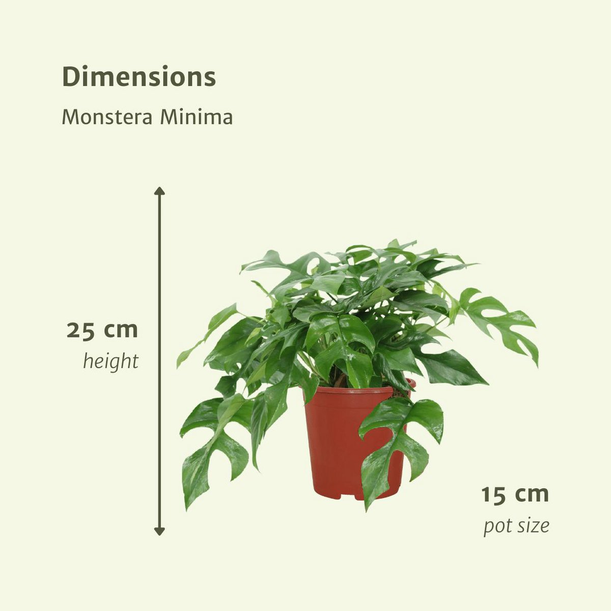 Monstera Minima - 2 Stück - Ø15cm - ↕25cm - Fiorello Boutique