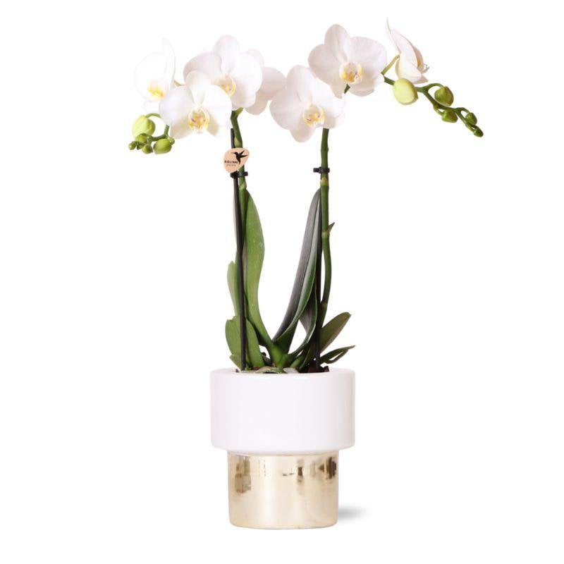 Weiße Phalaenopsis Orchidee - Fiorello Boutique