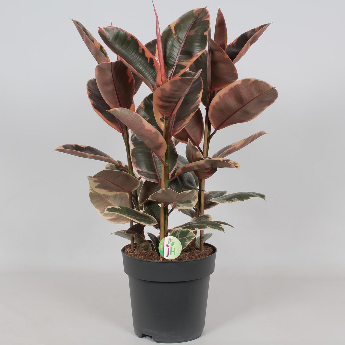 Ficus Belize - Ø27cm - ↕80cm - Fiorello Boutique