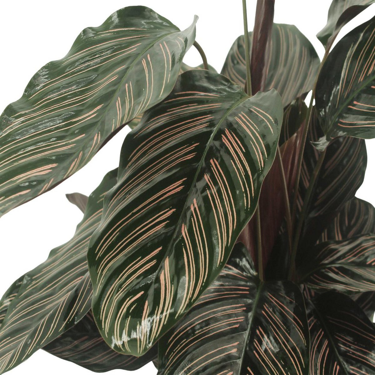 Calathea Ornata - Pfauenpflanze - 2 Stück - Ø14cm - ↕50cm