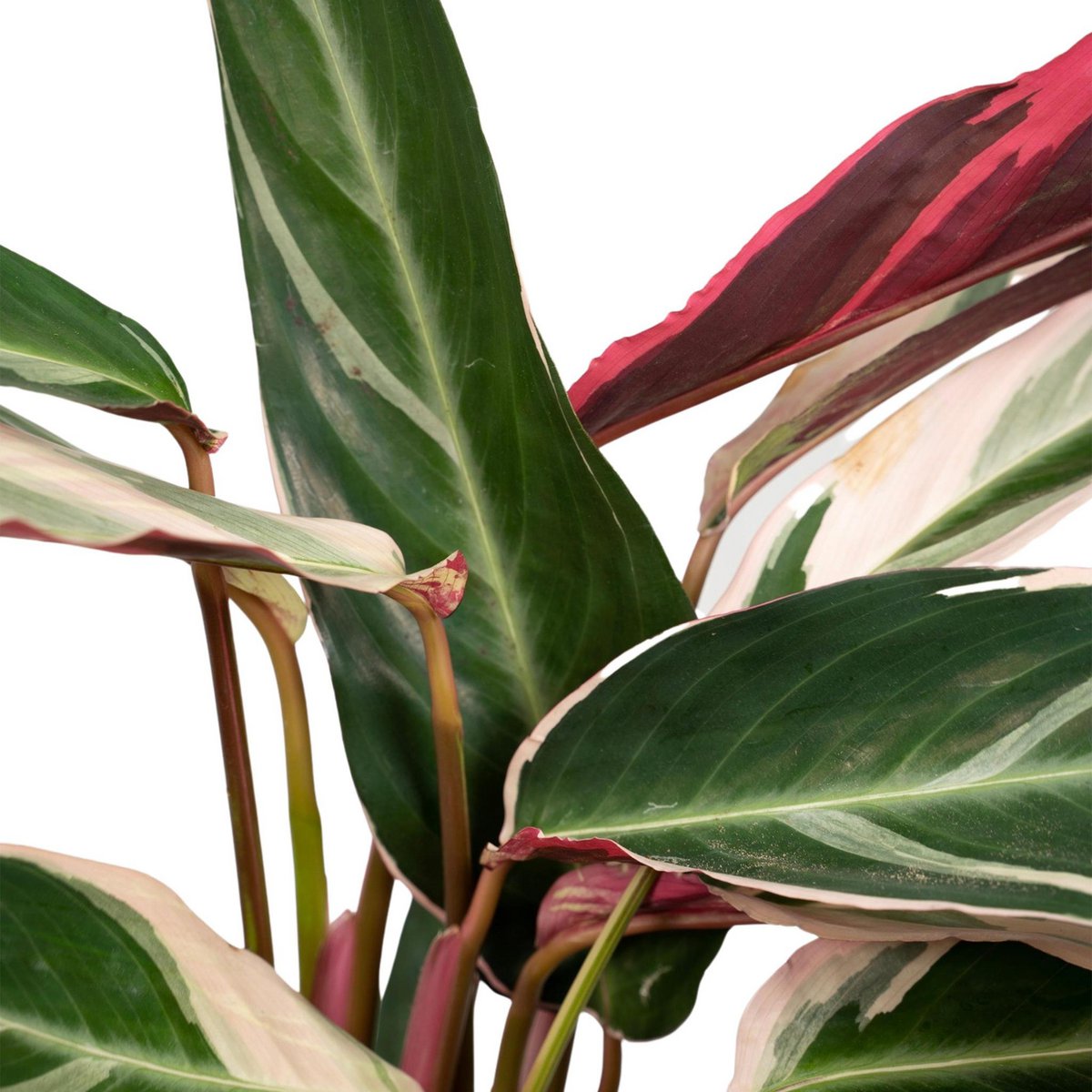 Calathea Triostar - Ø19cm - ↕70cm - Fiorello Boutique