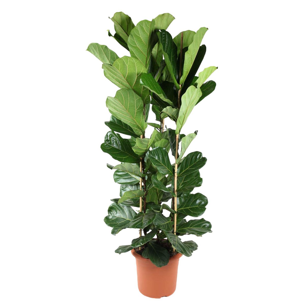 Ficus Lyrata-Strauch – 240 cm – ø40 - Fiorello Boutique