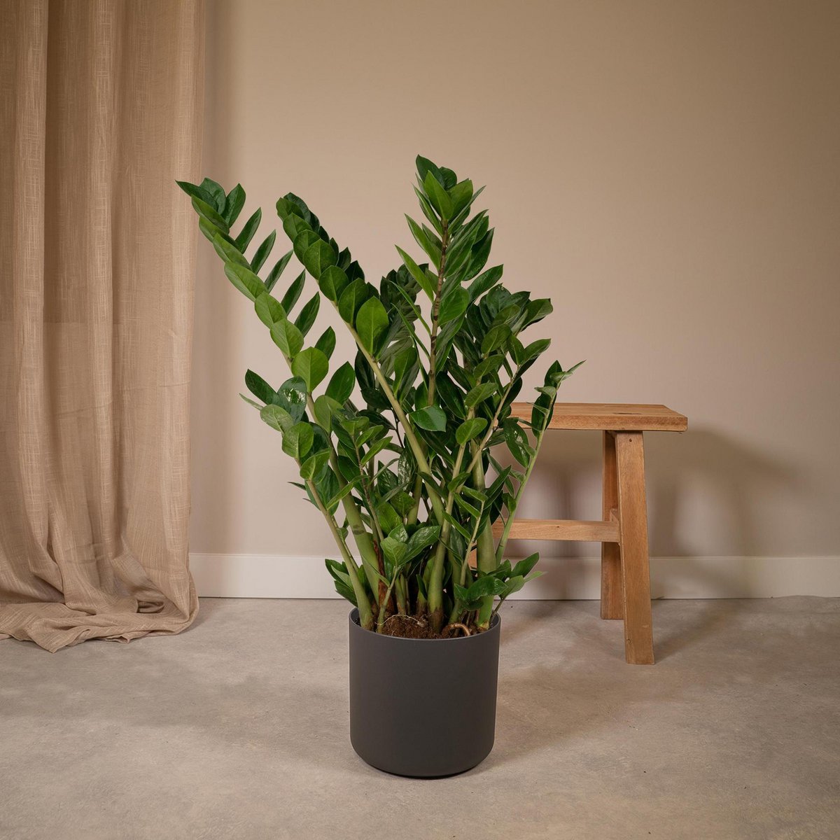 Zamioculcas Zamiifolia - Emerald Palm - Ø21cm - ↕80cm - Fiorello Boutique