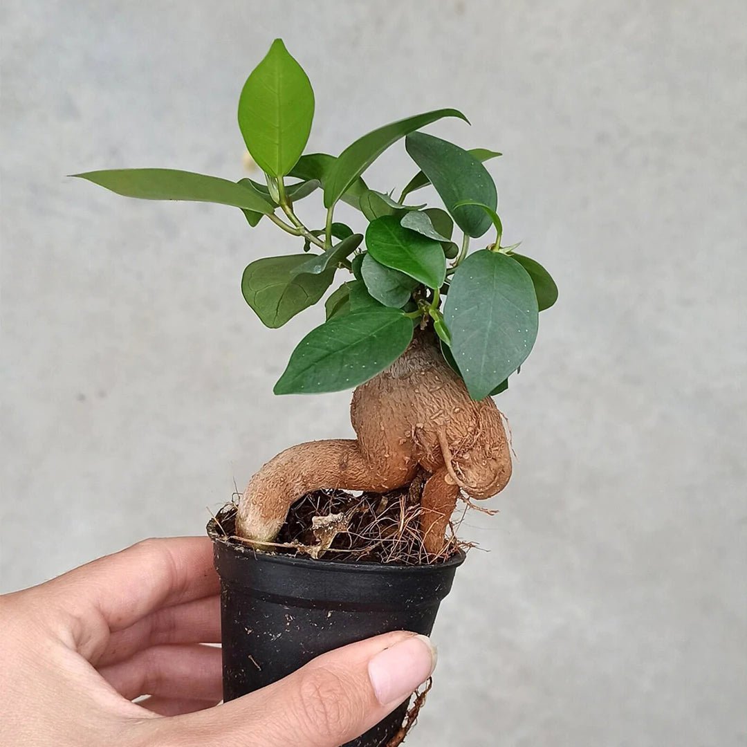 Ficus Ginseng Bonsai - Microcarpa - ↑15 cm - Ø 6 cm - Fiorello Boutique