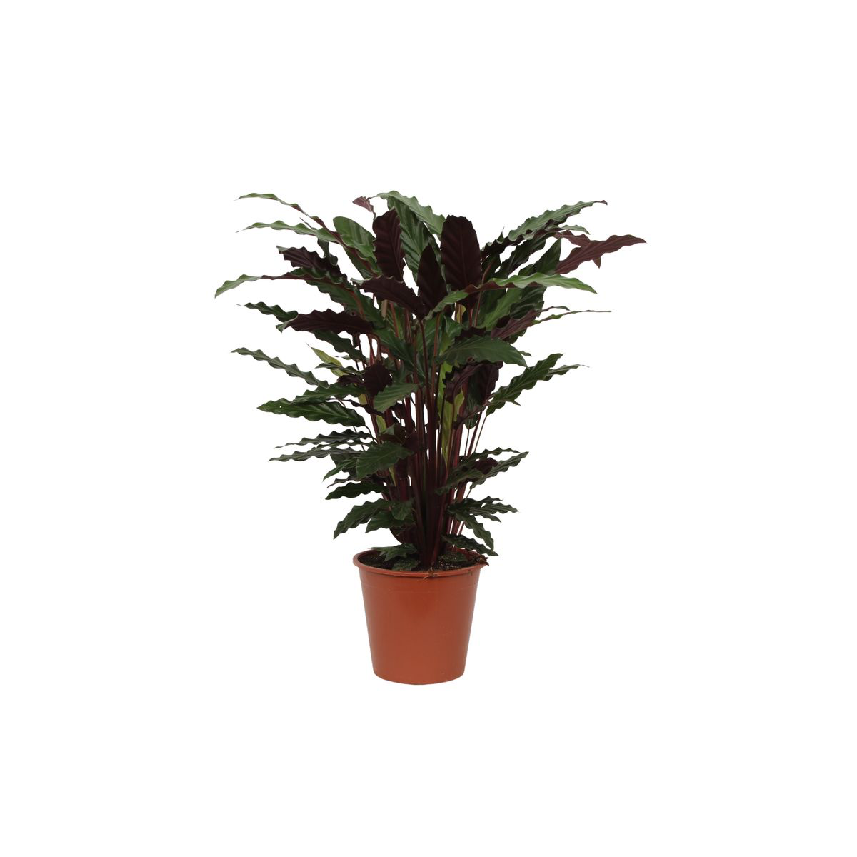 Calathea Wavestar - 80 cm - Ø19cm - Fiorello Boutique