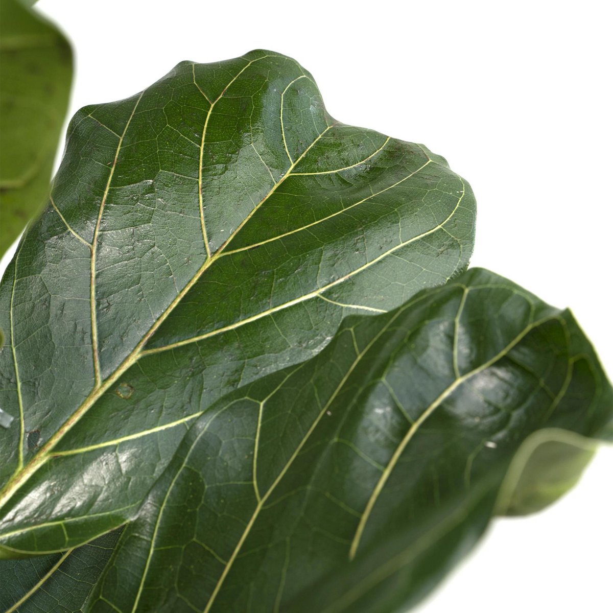 Ficus Lyrata - Gummipflanze - Ø21cm - ↕100cm - Fiorello Boutique